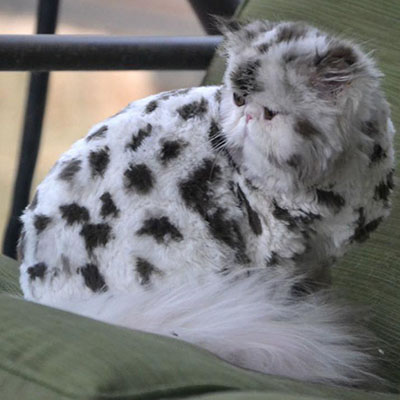 Image of cat with spotted color by Sam at Paw Spa.