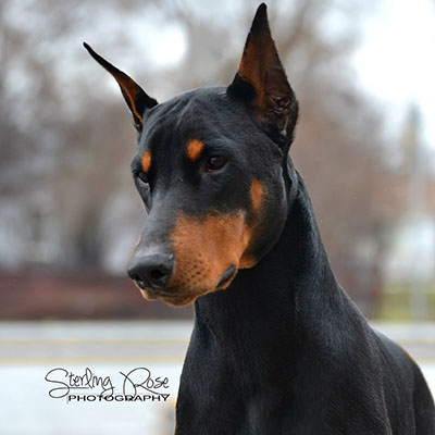 Image of a doberman after a groom by Paw Spa.