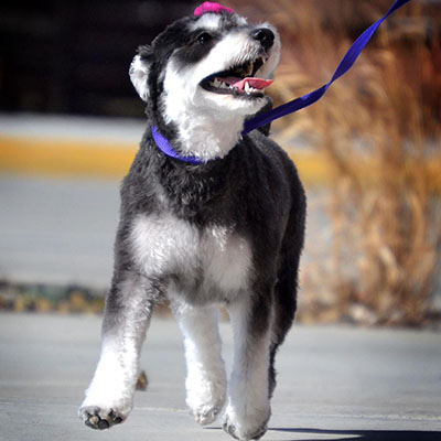 Image of dog walking in front of Paw Spa.