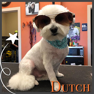 Image of Dutch the dog wearing glasses after a groom at Paw Spa.