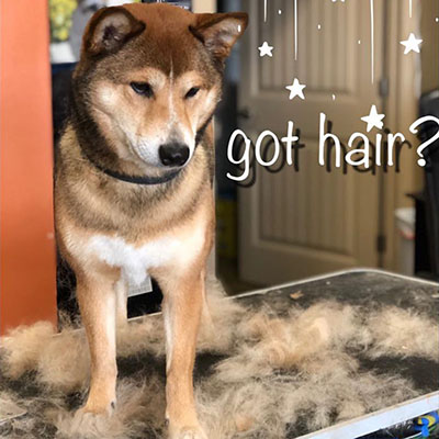 Image of dog standing over a pile of shaved hair during a groom at Paw Spa.