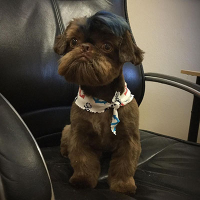Image of a dog sitting on a chair after a groom and color at Paw Spa.