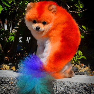 Image of great grooming and color work by Paw Spa.