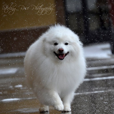 Image of a happy dog after a day at by Paw Spa.