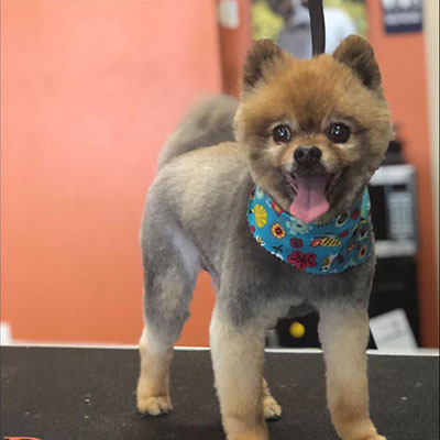 Image of a dog who is excited to be at Paw Spa!