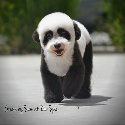 Image of dog colored like a panda at Paw Spa.