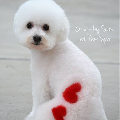 Image of dog with red color hearts on back after groom at Paw Spa.